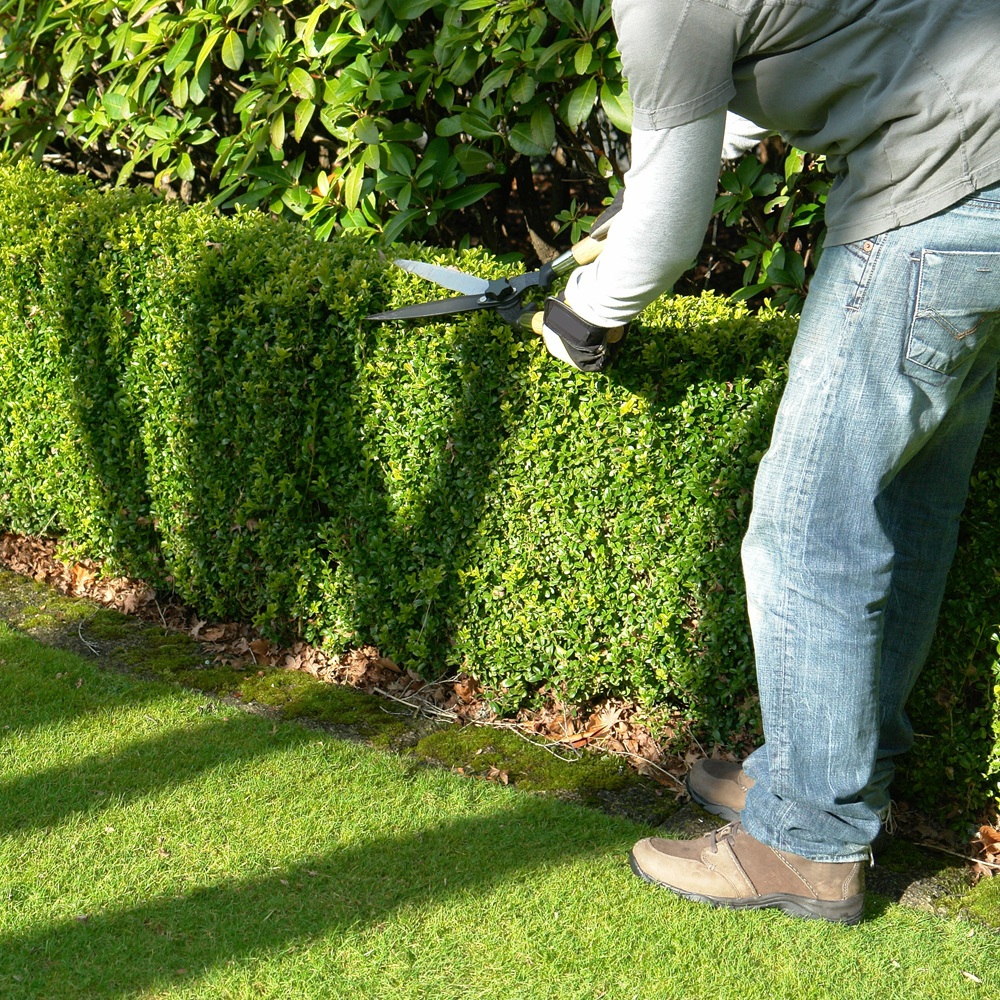 Landscape technician treating stressed shrubs along a residential front walkway in Dallas