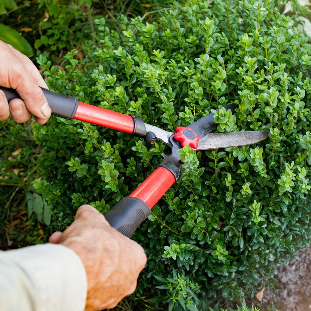 Experienced shrub care specialist inspecting leaf damage and branch health closely