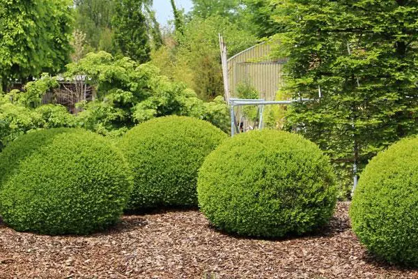 shrub-treatments-dallas-tx-healthy-landscape-care
