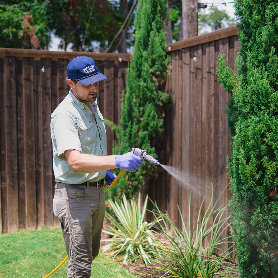 Shrub Treatment